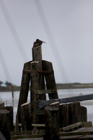Bodega Bay