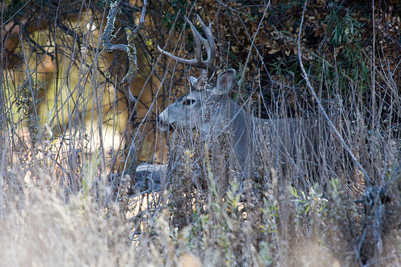 081011_POTN_CA_6_016