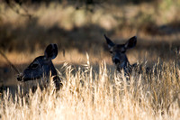 081011_POTN_CA_6_033