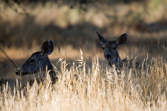 081011_POTN_CA_6_033