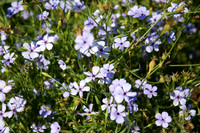 Annie's Annuals