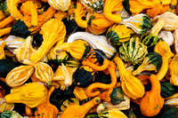 101017_PumpkinPatch_0059