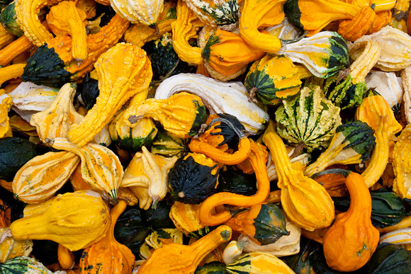 101017_PumpkinPatch_0059
