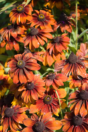 Annie's Annuals