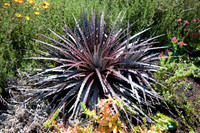 Annie's Annuals