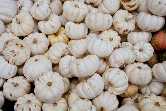101017_PumpkinPatch_0054