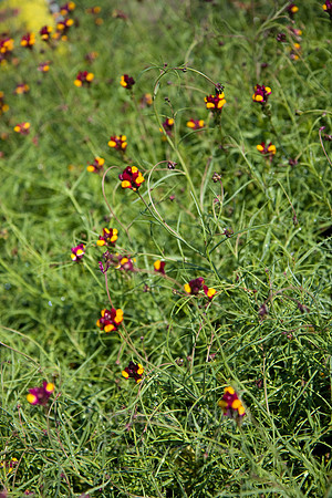 Annie's Annuals
