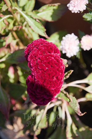 Annie's Annuals