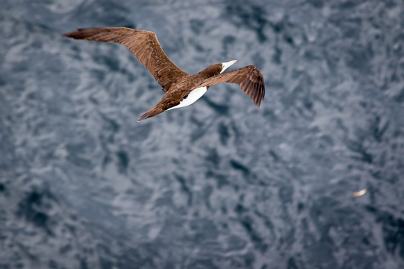 161123_Panama Cruise_298