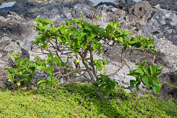 090524_Maui_025