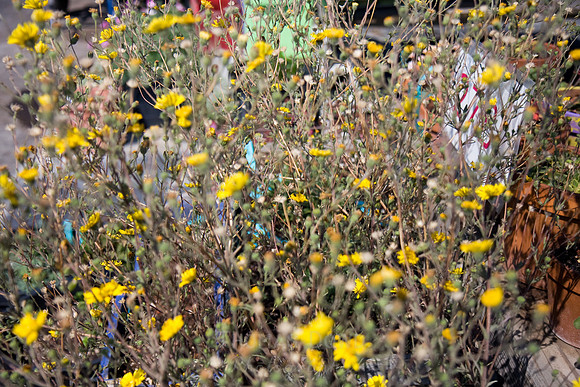Annie's Annuals