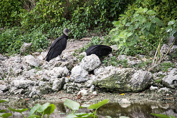 Everglades Holiday Park