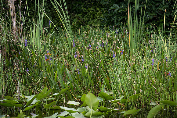 Everglades Holiday Park