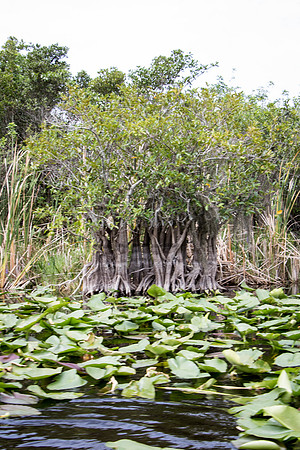 Everglades Holiday Park