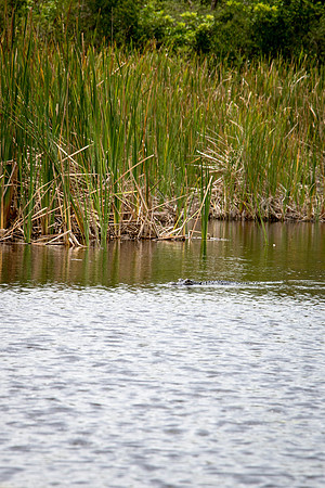 Everglades Holiday Park