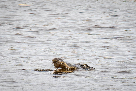 Everglades Holiday Park