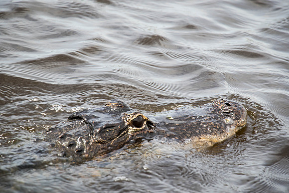 Everglades Holiday Park