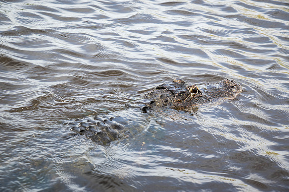 Everglades Holiday Park