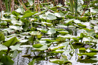 Everglades Holiday Park