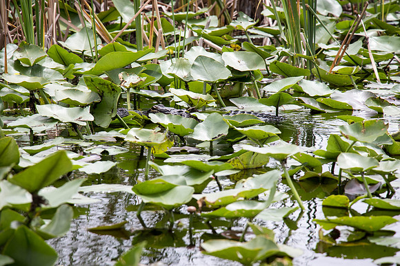Everglades Holiday Park