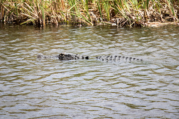 Everglades Holiday Park