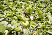 Everglades Holiday Park
