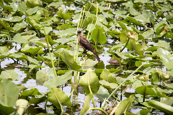 Everglades Holiday Park