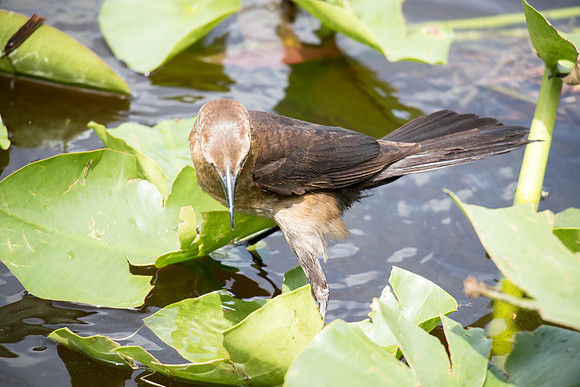 Everglades Holiday Park