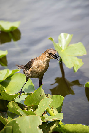 Everglades Holiday Park