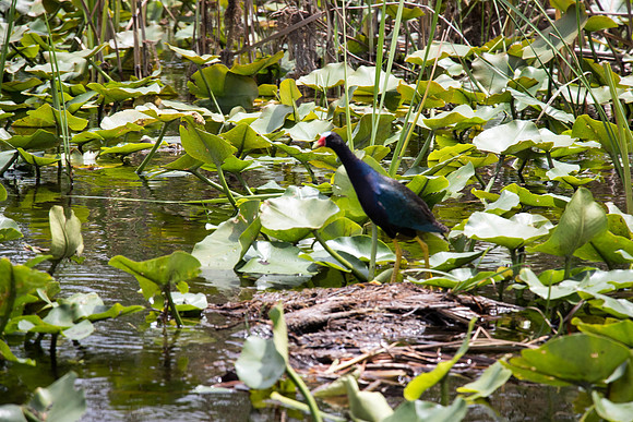 Everglades Holiday Park