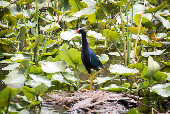 Everglades Holiday Park