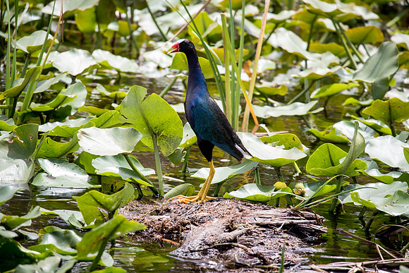 Everglades Holiday Park