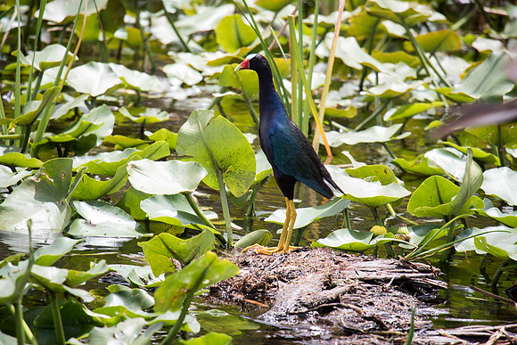 Everglades Holiday Park