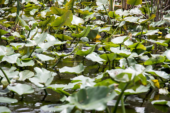 Everglades Holiday Park