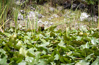 Everglades Holiday Park