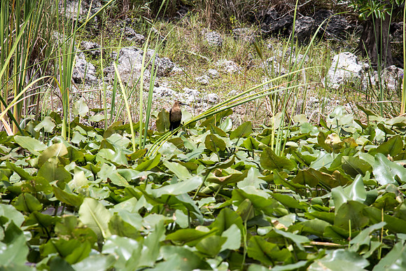 Everglades Holiday Park