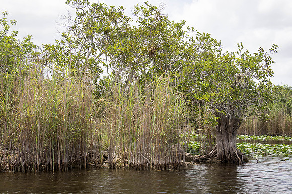Everglades Holiday Park