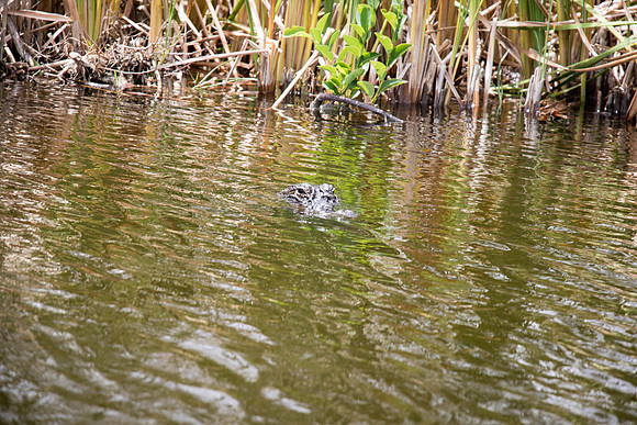 Everglades Holiday Park