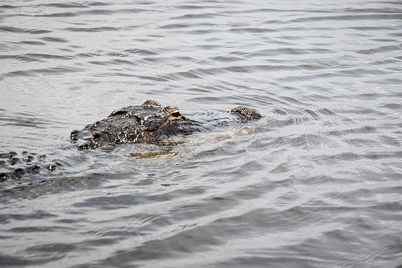 Everglades Holiday Park