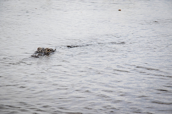 Everglades Holiday Park