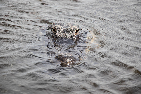 Everglades Holiday Park