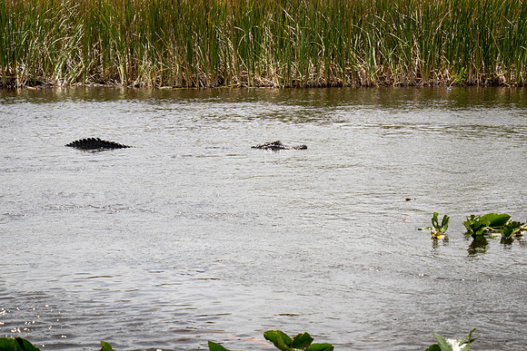 Everglades Holiday Park