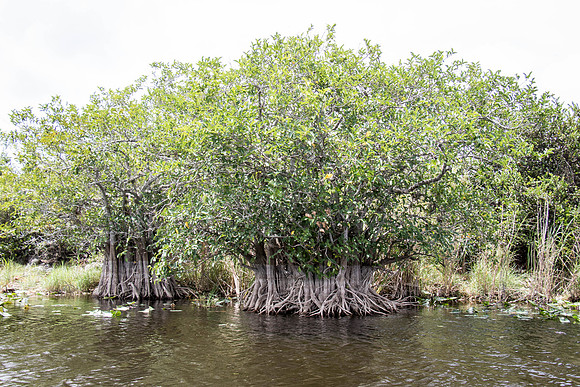 Everglades Holiday Park