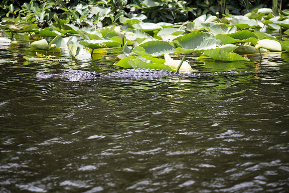 Everglades Holiday Park