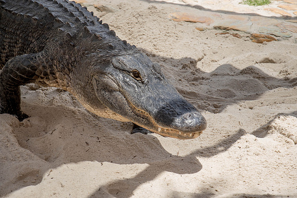 Everglades Holiday Park