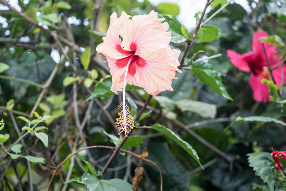 150616_St.Thomas_409