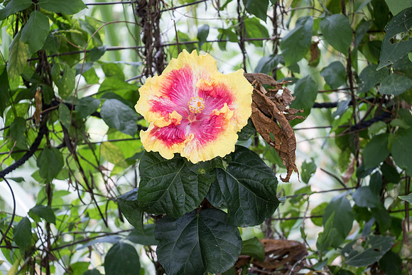 150616_St.Thomas_412