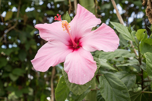 150616_St.Thomas_414