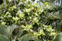 150616_St.Thomas_420