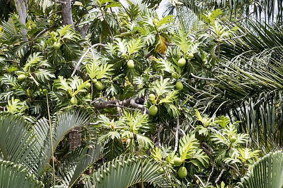 150616_St.Thomas_420